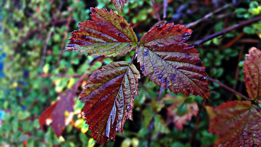 leaf, autumn, color, red, colour, nature, autumn gold, tree HD wallpaper