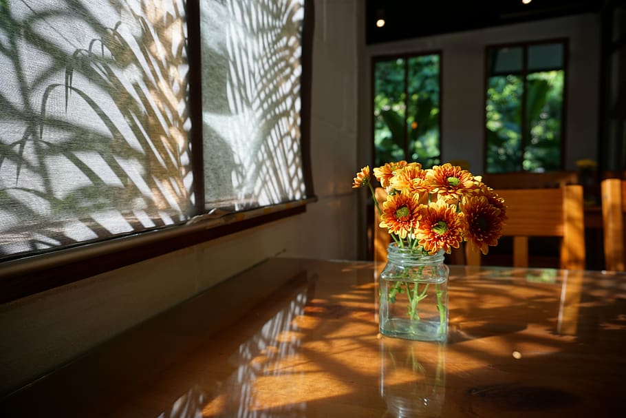 flower, yellow, nature, shadow, plant, flowering plant, window HD wallpaper