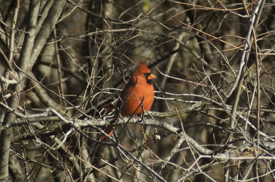 cardinal, bird, trees, nature, red, animal, wildlife, beak, HD wallpaper