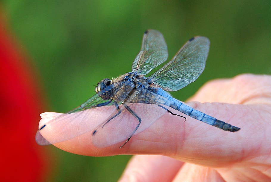 dragonfly, insect, the wings, human body part, human hand, invertebrate HD wallpaper