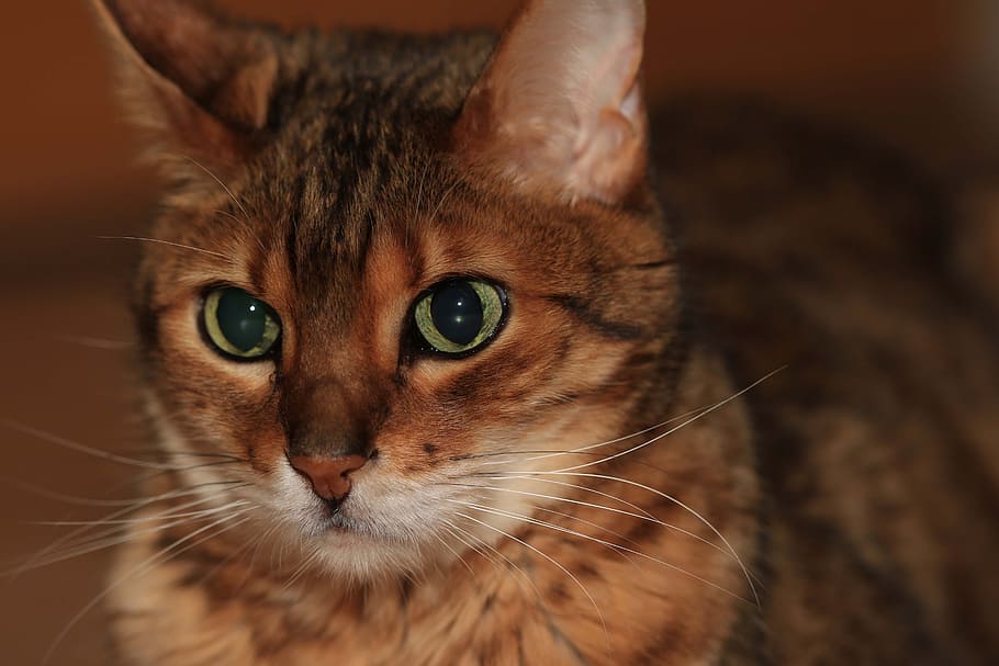 cat, pet, adidas, domestic cat, mammal, pets, portrait, domestic animals HD wallpaper