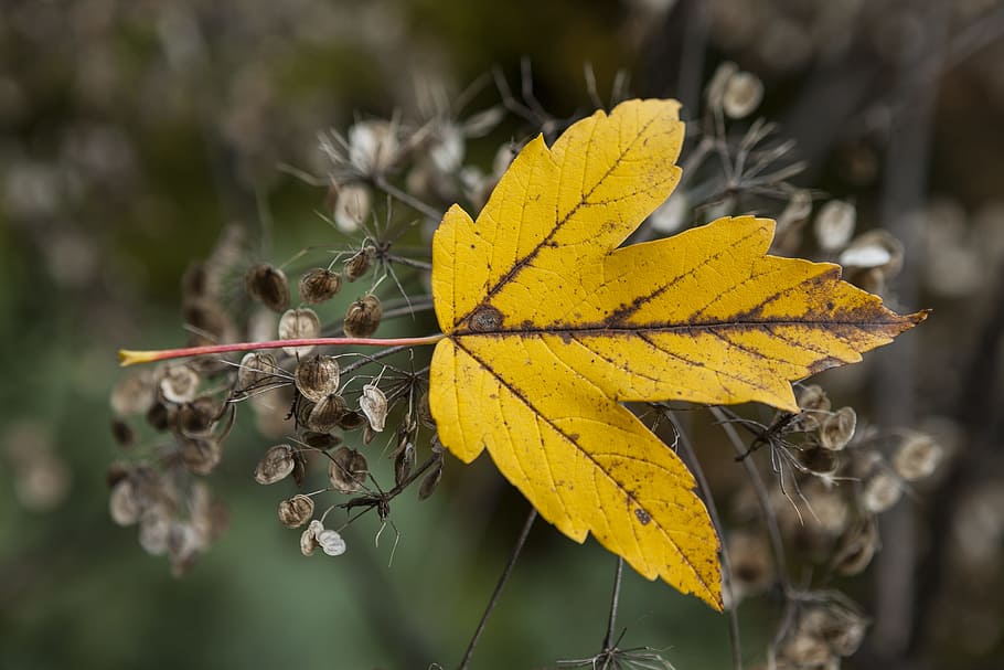 maple leaf, yellow maple leaf on brown branch, nature, autumn HD wallpaper