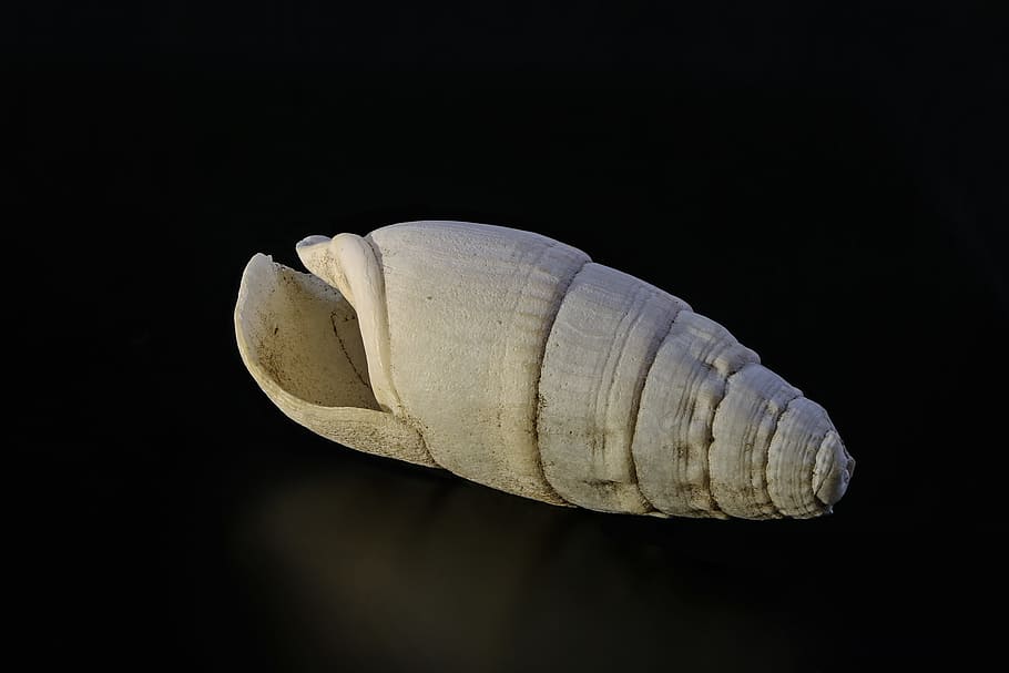 Snail, Lime, Shell, Spiral, Sea, cineraria, structure, close HD wallpaper