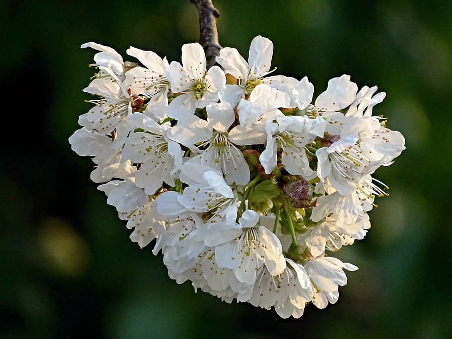 cherry blossom, spring, flowers, nature, fruit tree, close HD wallpaper