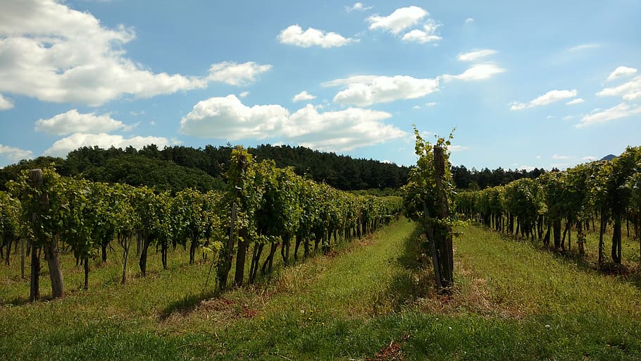 vineyard, sky, vegetation, green, plant, landscape, growth HD wallpaper