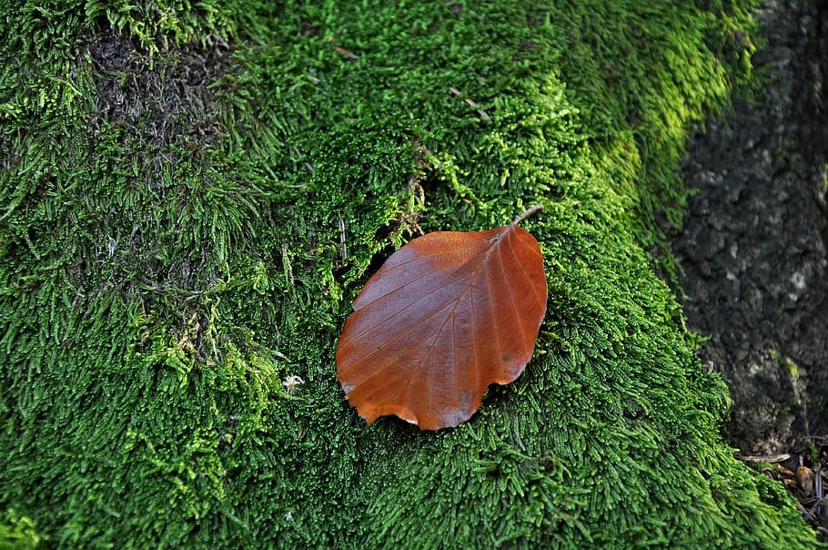 leaf, moss, macro, closeup, green, nature, forest, moss forest HD wallpaper