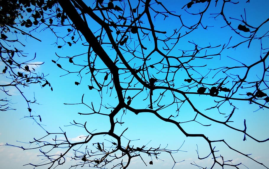 branch, blue, sky, tree, nature, silhouette, wood, contour HD wallpaper