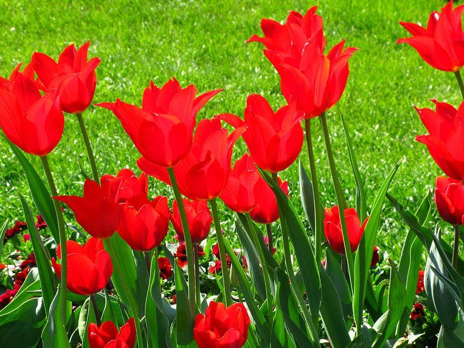 Tulips, Flowers, Spring, Color, intensive, red, achromatised, HD wallpaper
