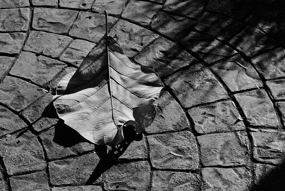 Winter, Leaf, Shadows, Leaves, Nature, season, autumn, plant HD wallpaper