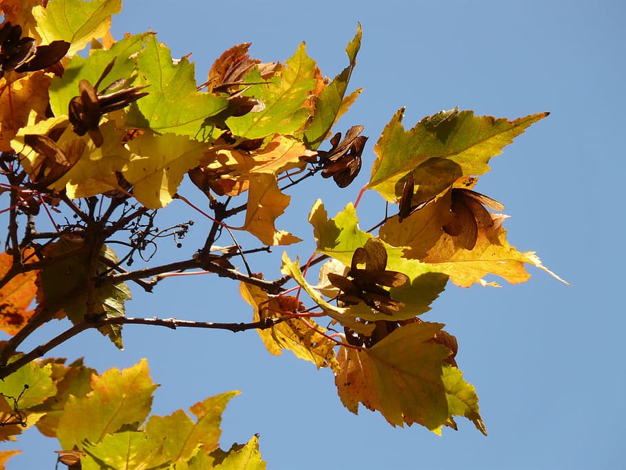 Fire, Maple, Small, Leaf, fire maple, autumn, small leaf, fall foliage HD wallpaper