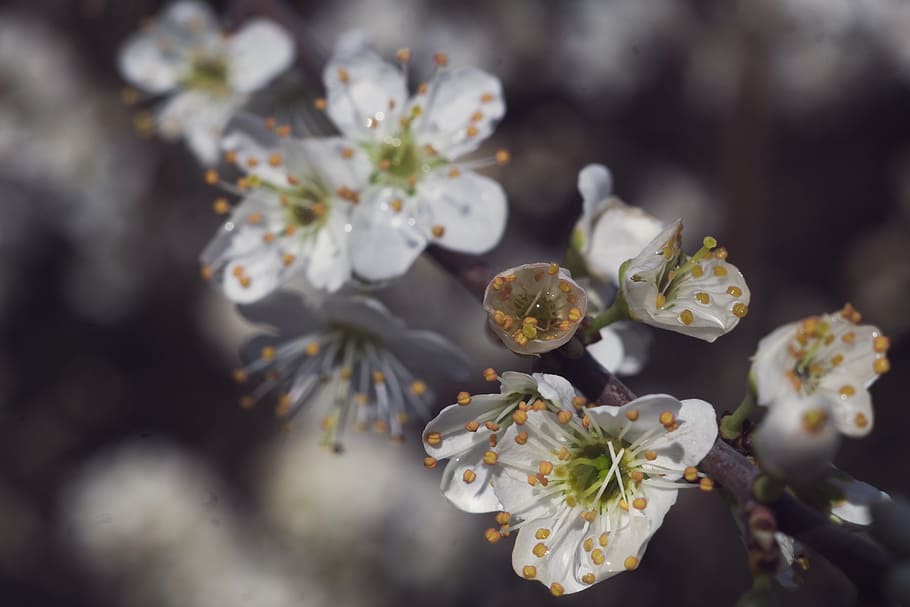 Spring, Flowers, White, Blackthorn, flowering, bush, prunus spinosa HD wallpaper