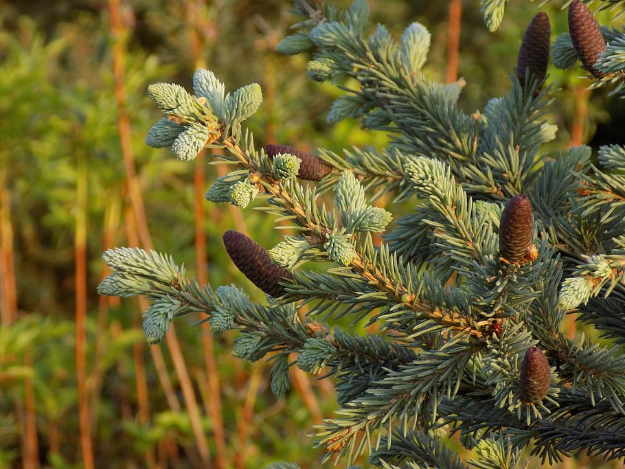 branch, cones, spruce, conifer, botanical garden, growth, plant HD wallpaper