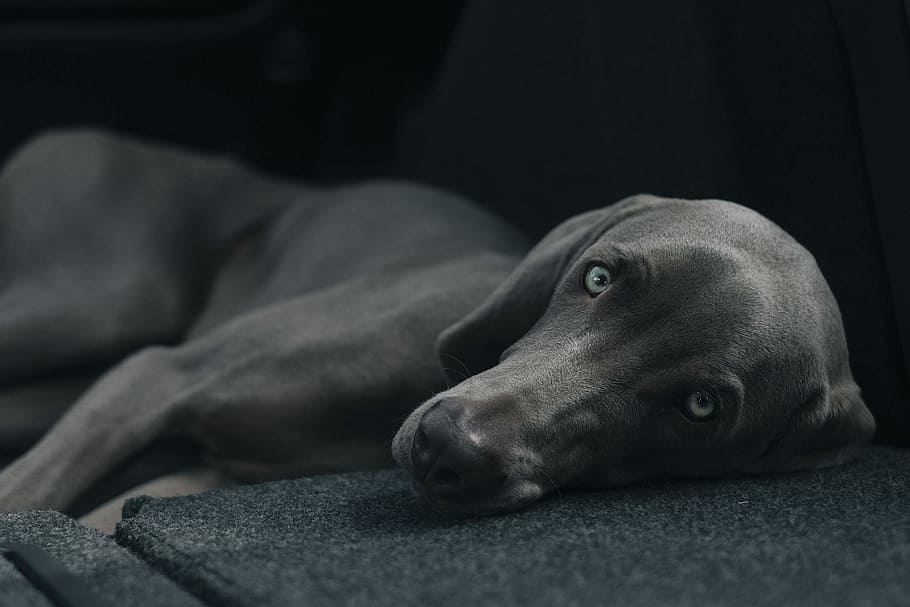 dog laying black surface, shallow focus photography of adult weimaraner lying on sofa, HD wallpaper
