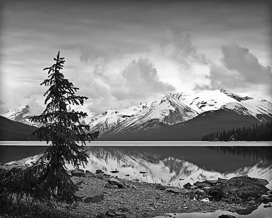 banff alberta, mountain, pine tree, water, cloud - sky, tranquility HD wallpaper