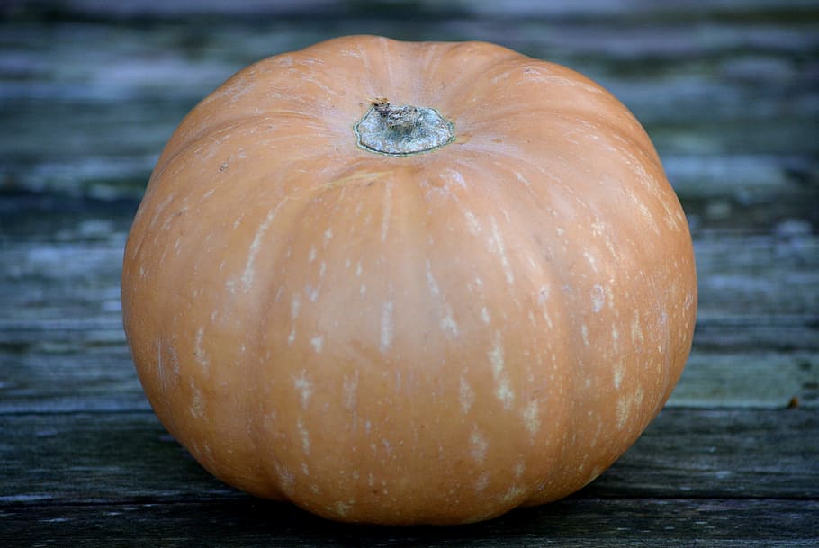 pumpkin, autumn, orange, food and drink, close-up, vegetable HD wallpaper