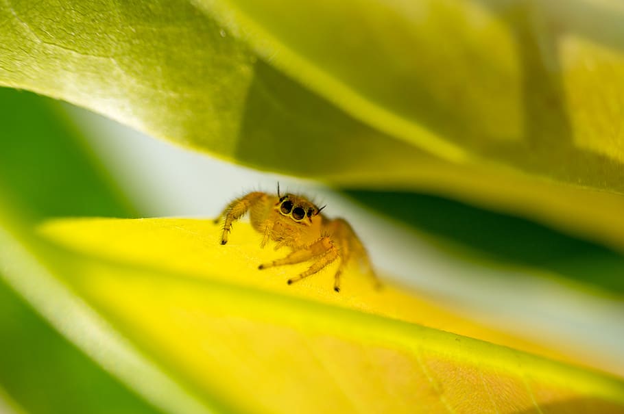 yellow, spider, nature, animal themes, animal wildlife, animals in the wild HD wallpaper
