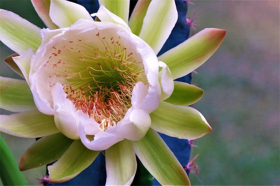 flower, cactus, night blooming, white, yellow, green, flowering plant HD wallpaper
