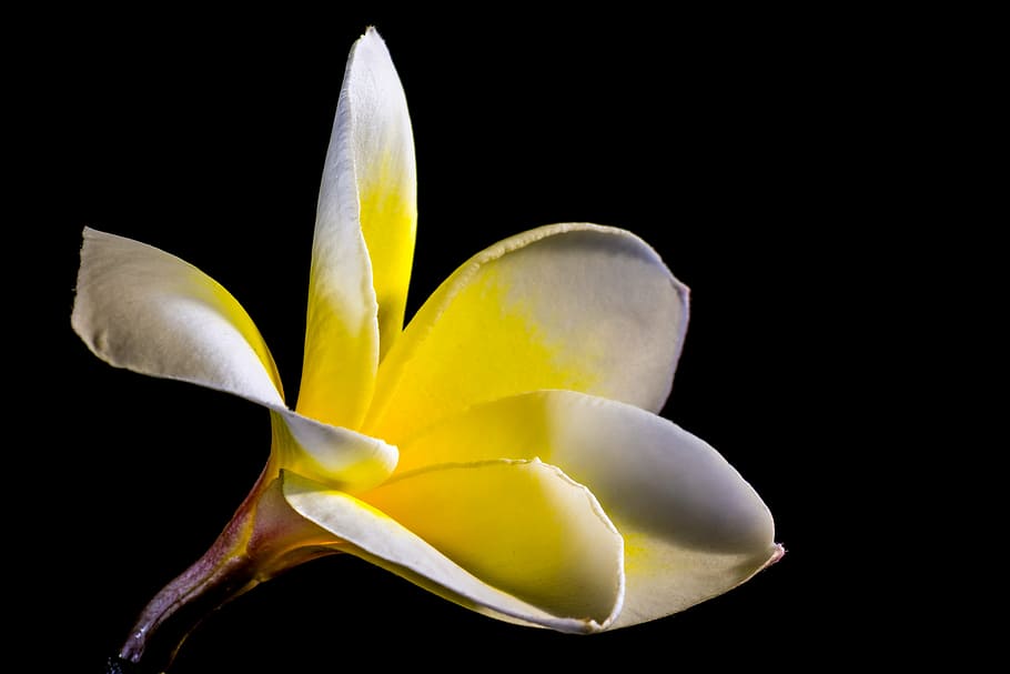 frangipani, plumeria, flower, blossom, bloom, white yellow, HD wallpaper