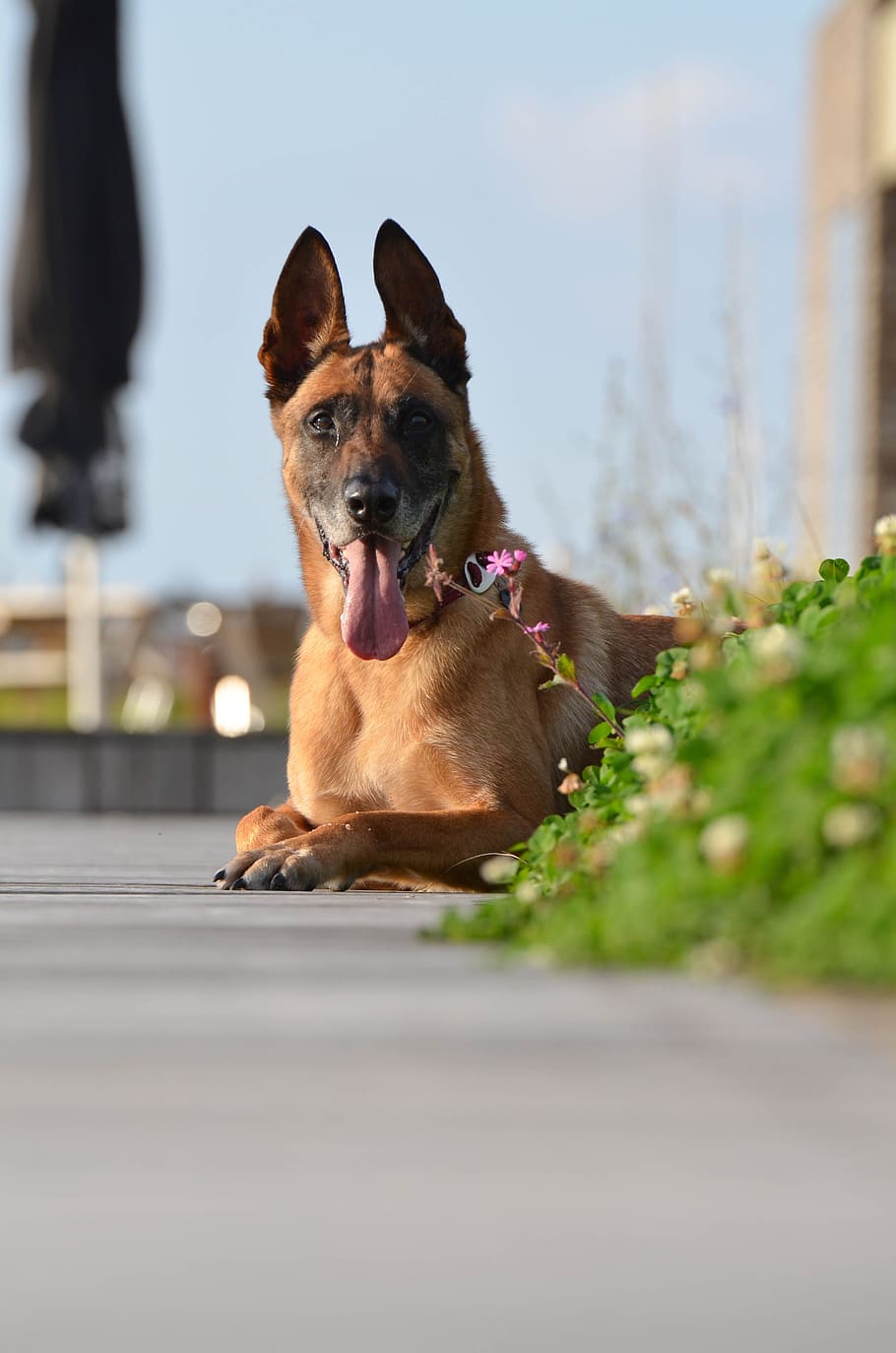 Malinois, Belgian Shepherd Dog, Terrace, sunning himself, summer