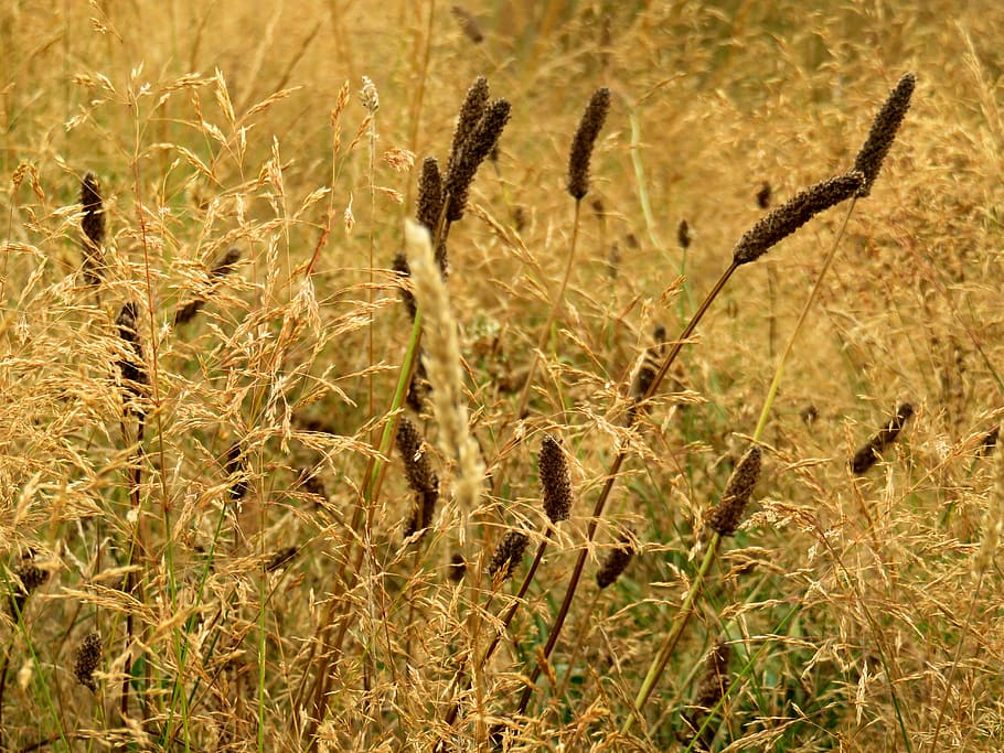 grass, golden, summer, plant, growth, beauty in nature, field HD wallpaper
