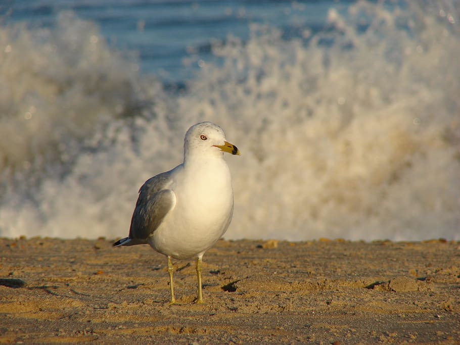 Seagull, Wave, bird, one animal, animal themes, animals in the wild HD wallpaper