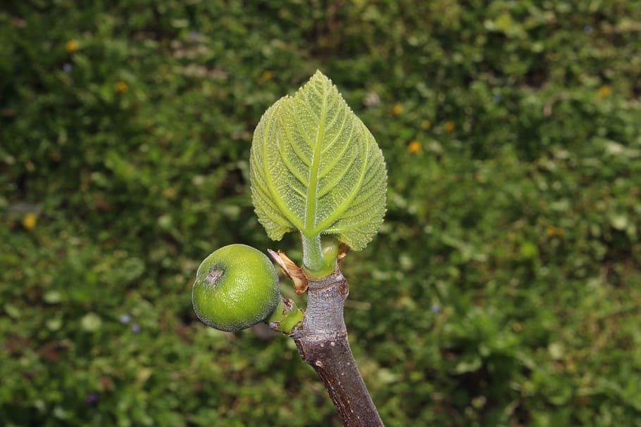Fig, Spring, bud, green color, growth, plant, fruit, outdoors HD wallpaper