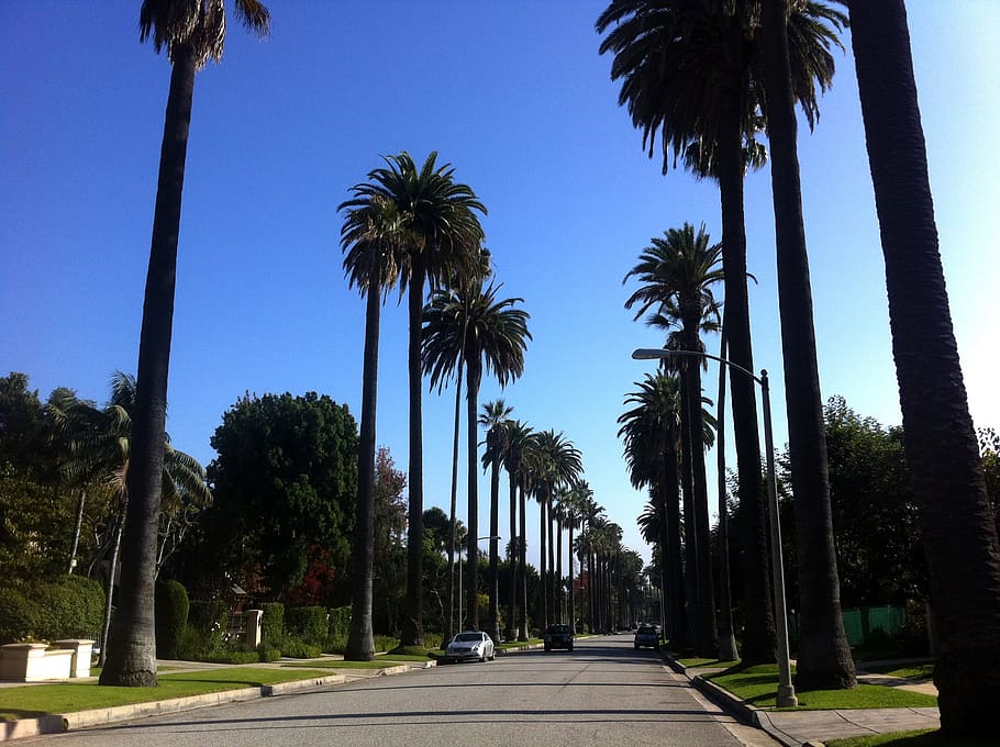 road surrounded by trees, Beverly, Hills, California, Los Angeles