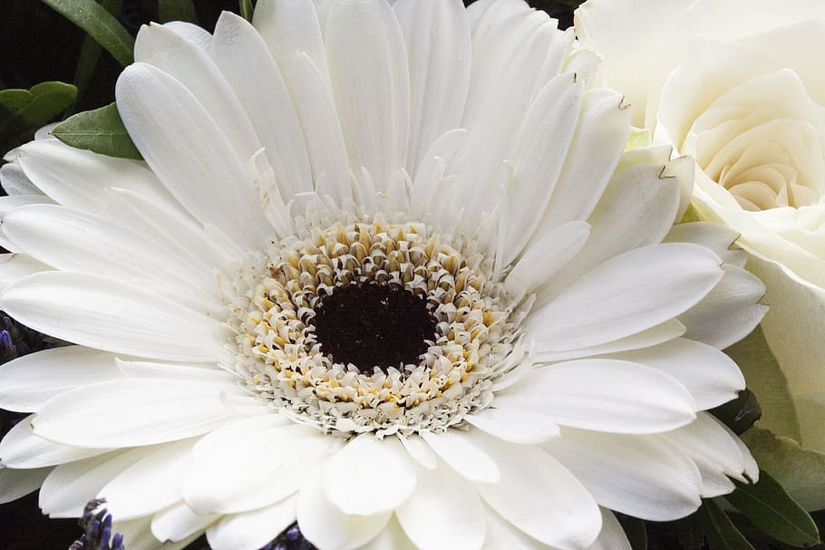 rose, gerbera, composites, flowers, spring, nature, plant, white HD wallpaper