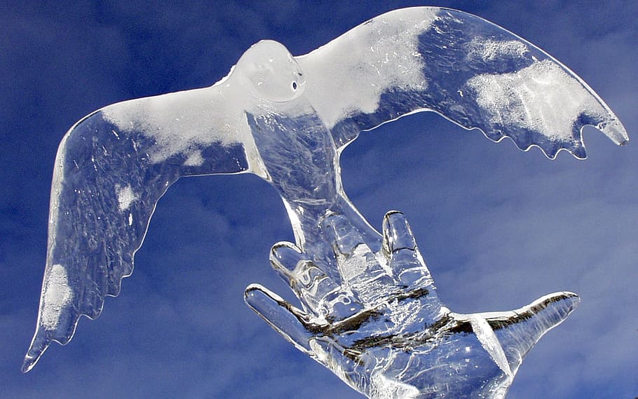 close up photo of eagle ice carving, peace, pigeon, winter, birds, HD wallpaper