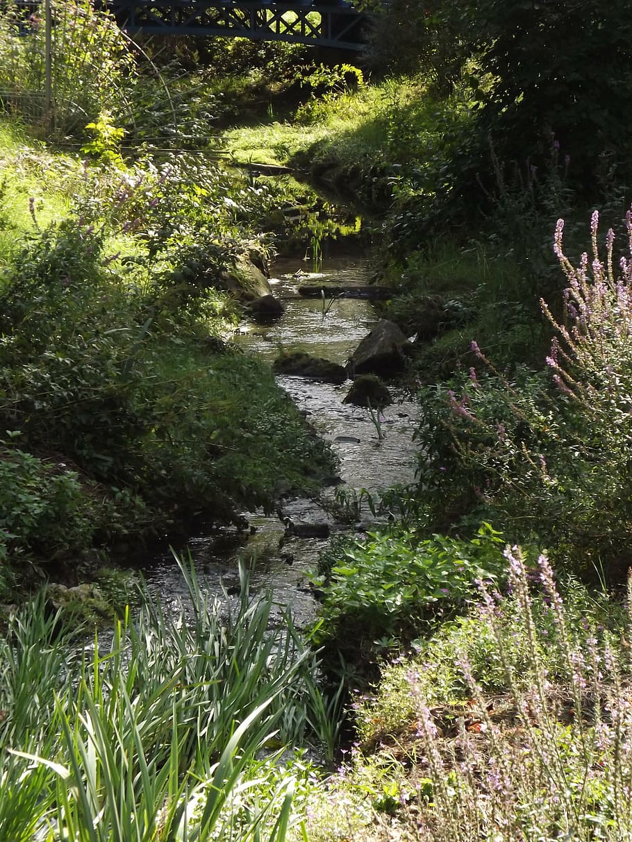 bach, water, flow, river, spring, plant, tree, forest, growth HD wallpaper