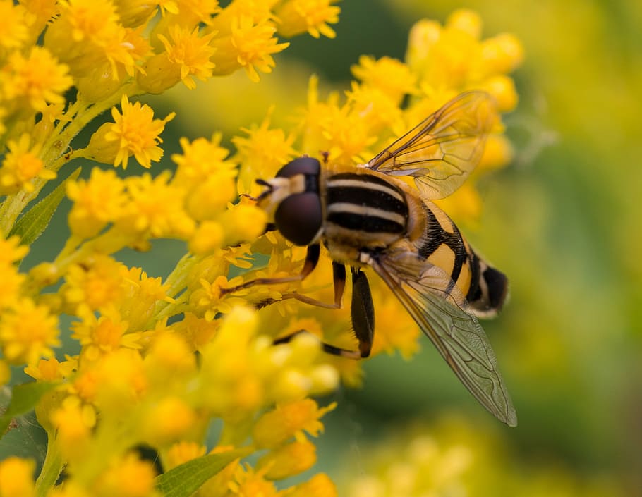 fly, insect, wasp, yellow, flower, flowering plant, animal HD wallpaper