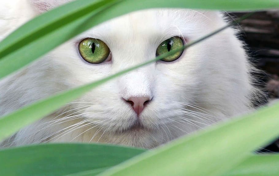 long-hair white cat hiding on green leafed plant, portrait, nature, HD wallpaper