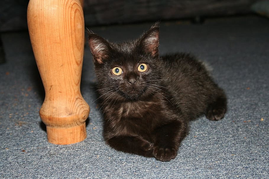 Kitten, Cat, Animals, black, domestic Cat, pets, cute, feline HD wallpaper
