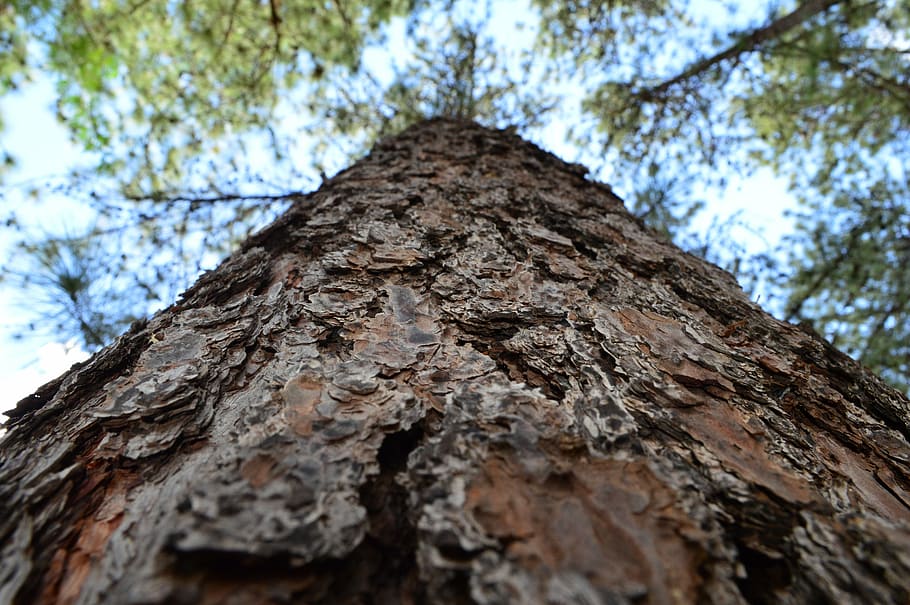 trunk, tree, wood, nature, brazil, low angle view, tree trunk HD wallpaper