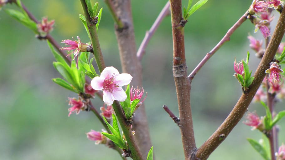 flower, tree, spring, sprig, peach, hot pink, plant, flowering plant HD wallpaper