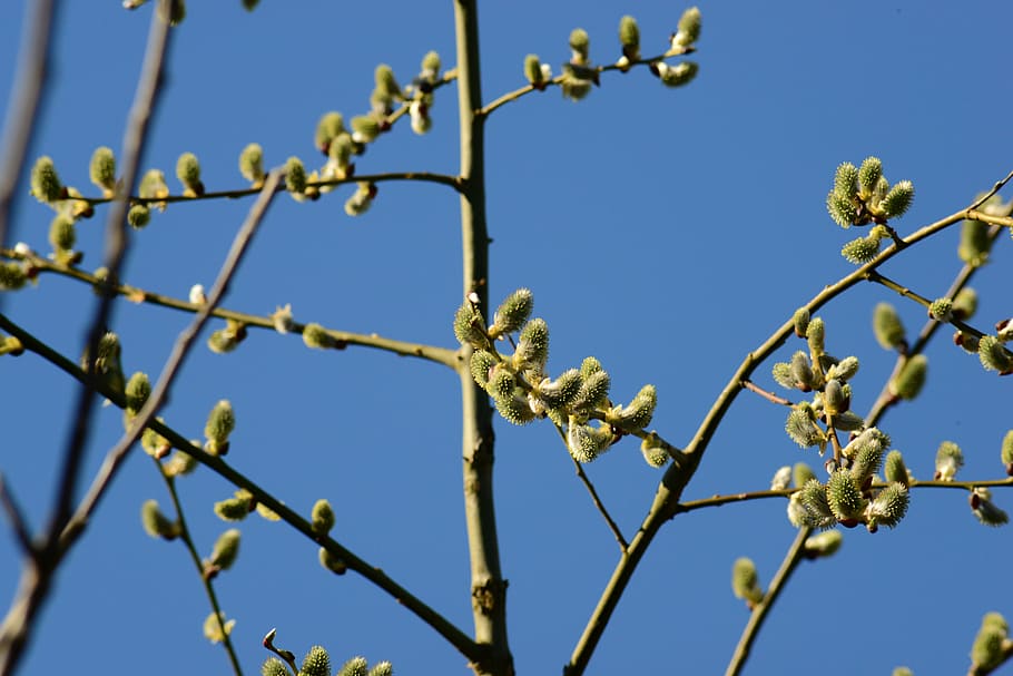 pussy willow, salix, catkins, goat willow, willows, tree, branch, HD wallpaper