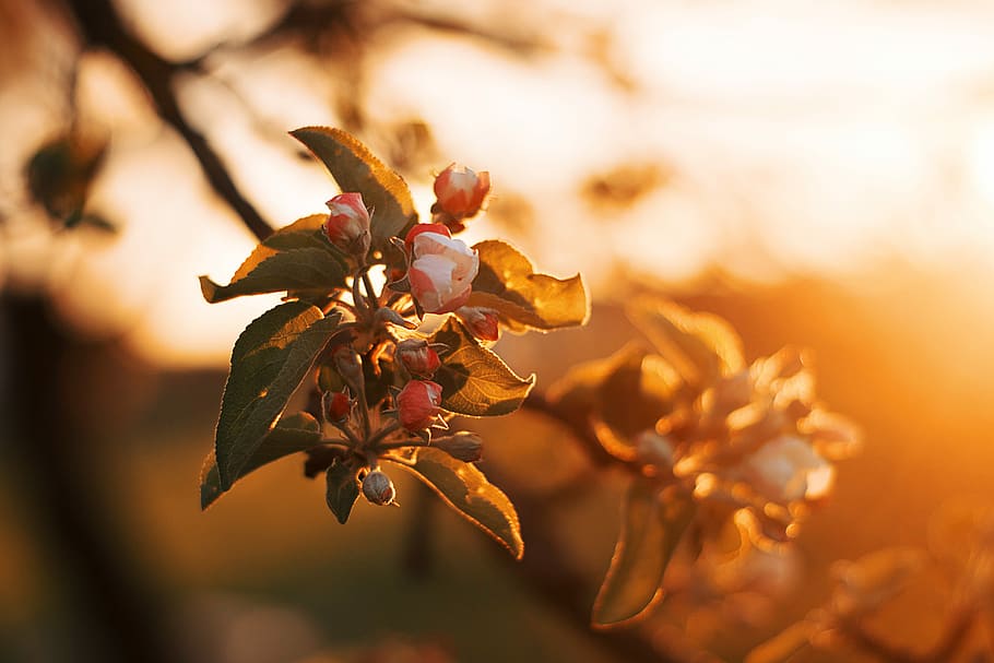 closeup photography of flower at golden hour, shallow focus photography of red and white petal flower HD wallpaper