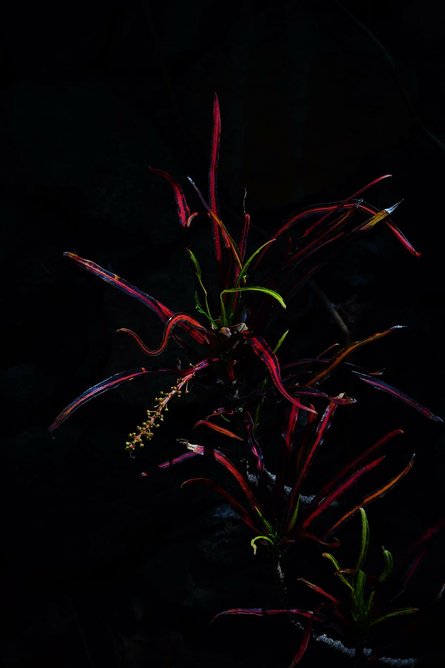 croton, plant, dark, night, light, tropical, exotic, codiaeum variegatum, HD wallpaper