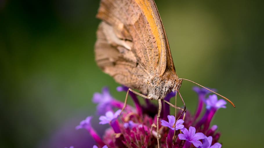 butterfly, insect, macro, close, animal, color, nature, colorful HD wallpaper