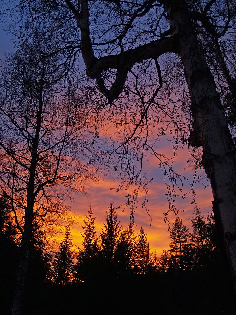 Sunset, Colorful, Trees, Clouds, sky, weather, nature, landscape HD wallpaper