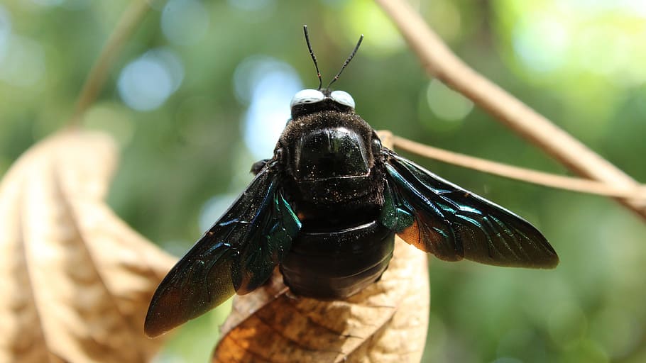 insect, wing, nature, fly, animal, wildlife, outdoors, bee HD wallpaper