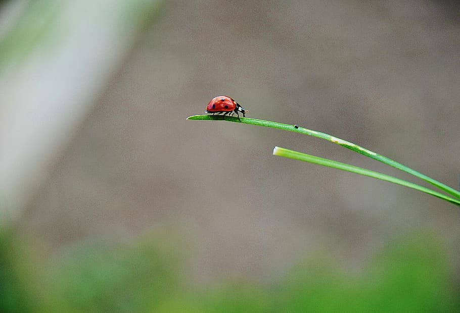 ladybug, spring, ladybugs, red, cute, insects, grass, animal HD wallpaper
