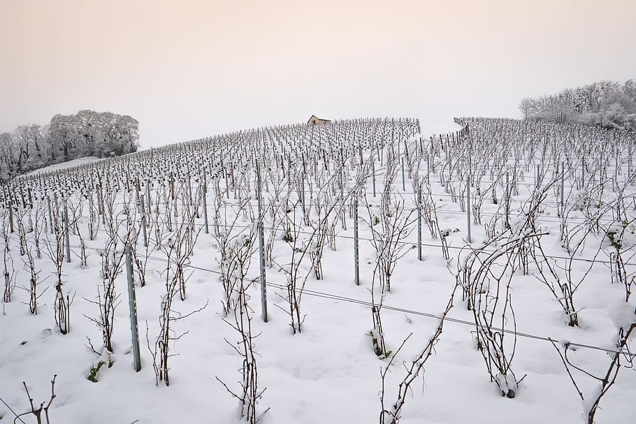snow, vine, winter, vineyard, cold temperature, plant, tree HD wallpaper