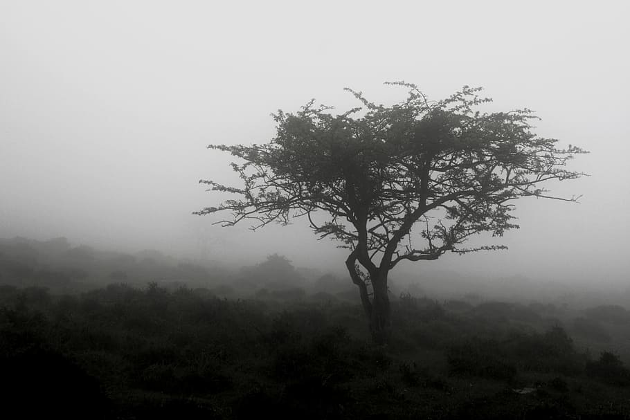 tree, b w, landscape, autumn, fog, plant, environment, beauty in nature HD wallpaper