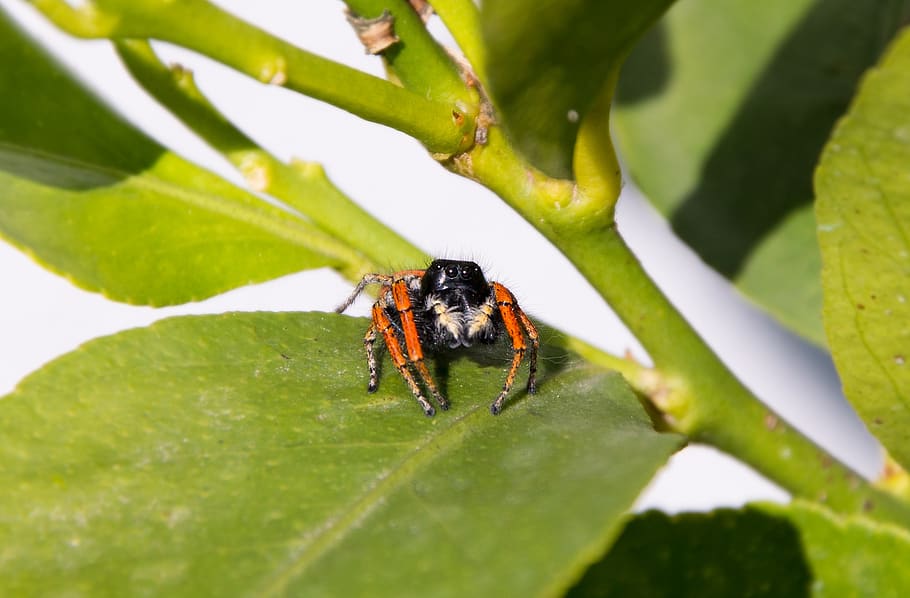 spider, nature, leaf, summer, invertebrate, plant part, insect HD wallpaper