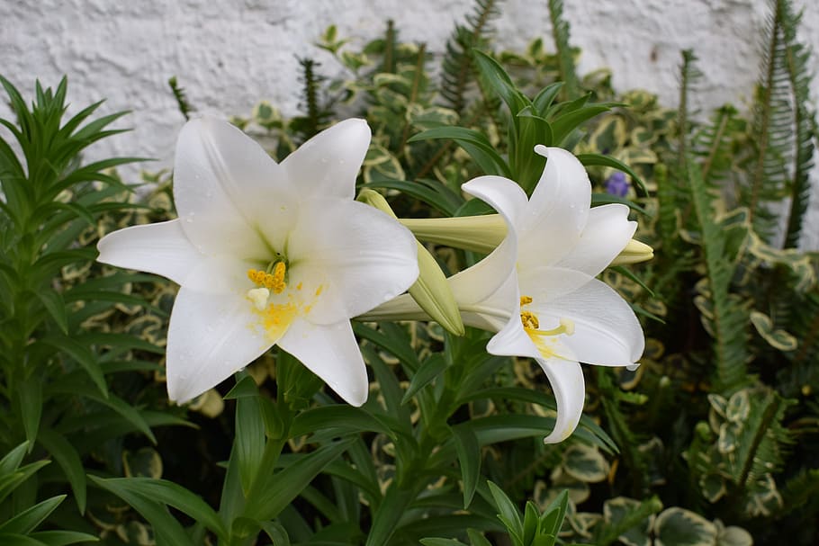 flowers, plants, white flower, flowering plant, growth, beauty in nature HD wallpaper