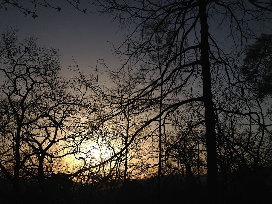 Sunset, Trees, Jungle, bare tree, silhouette, outdoors, forest HD wallpaper