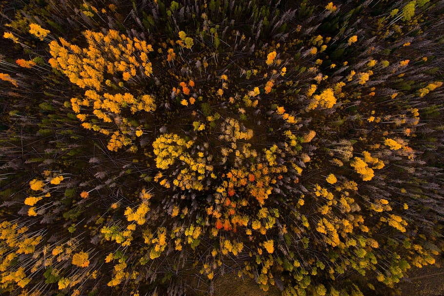 aerial photo of forest, bright, close-up, color, environment HD wallpaper
