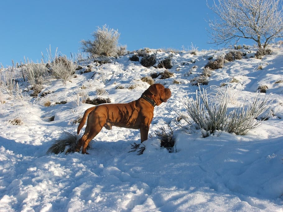 Dog, Cold, Dogs, Pets, Winter, Grass, sky, animals, one animal HD wallpaper