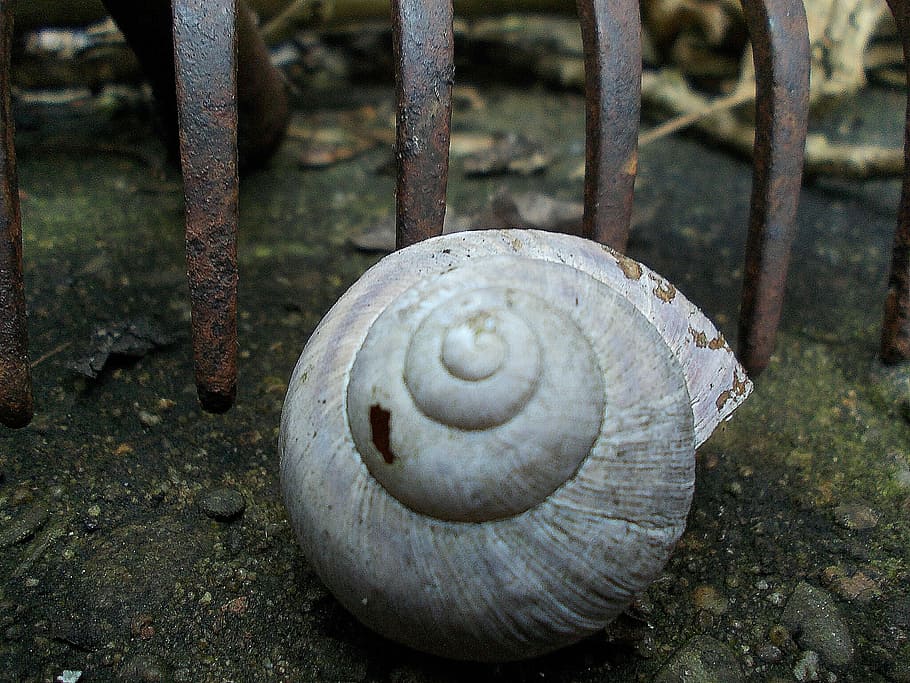 Shell, Garden, Artifact, Iron, rusty, decoration, vineyard HD wallpaper